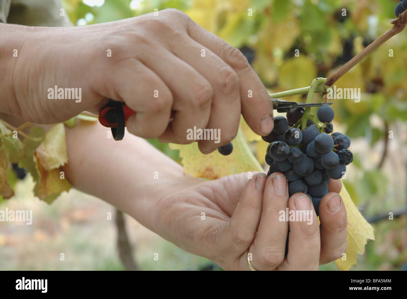 Handpicking Pinot Noir grapes at Tilbrook Estate near Lenswood in the Adelaide Hills of South Australia Stock Photo
