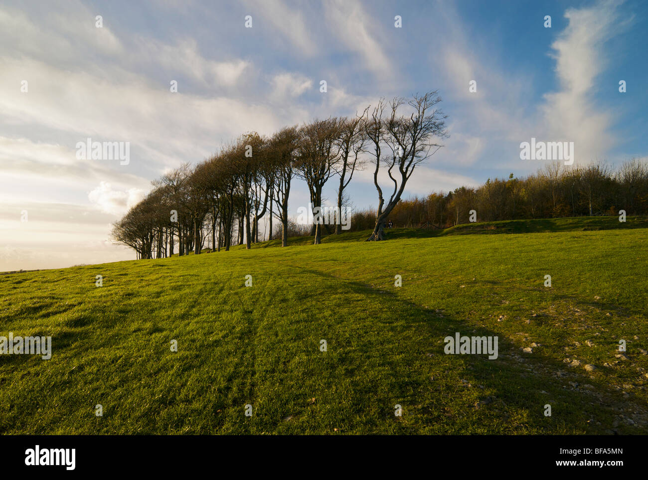 The Iron Age hillfort at Chanctonbury Ring on the South Downs in Sussex UK Stock Photo