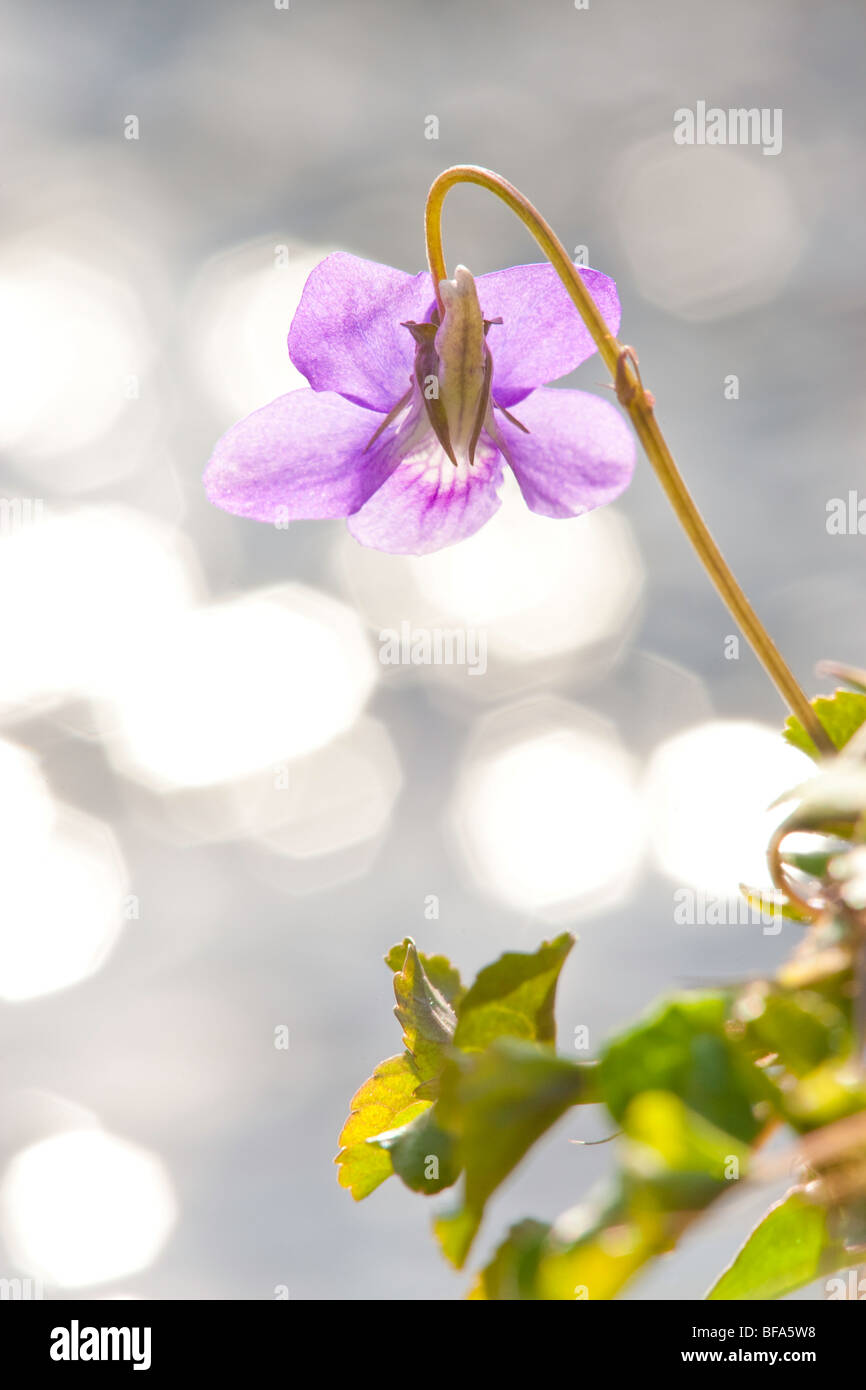 Close-up of wild violet with sparkling stream in background Stock Photo