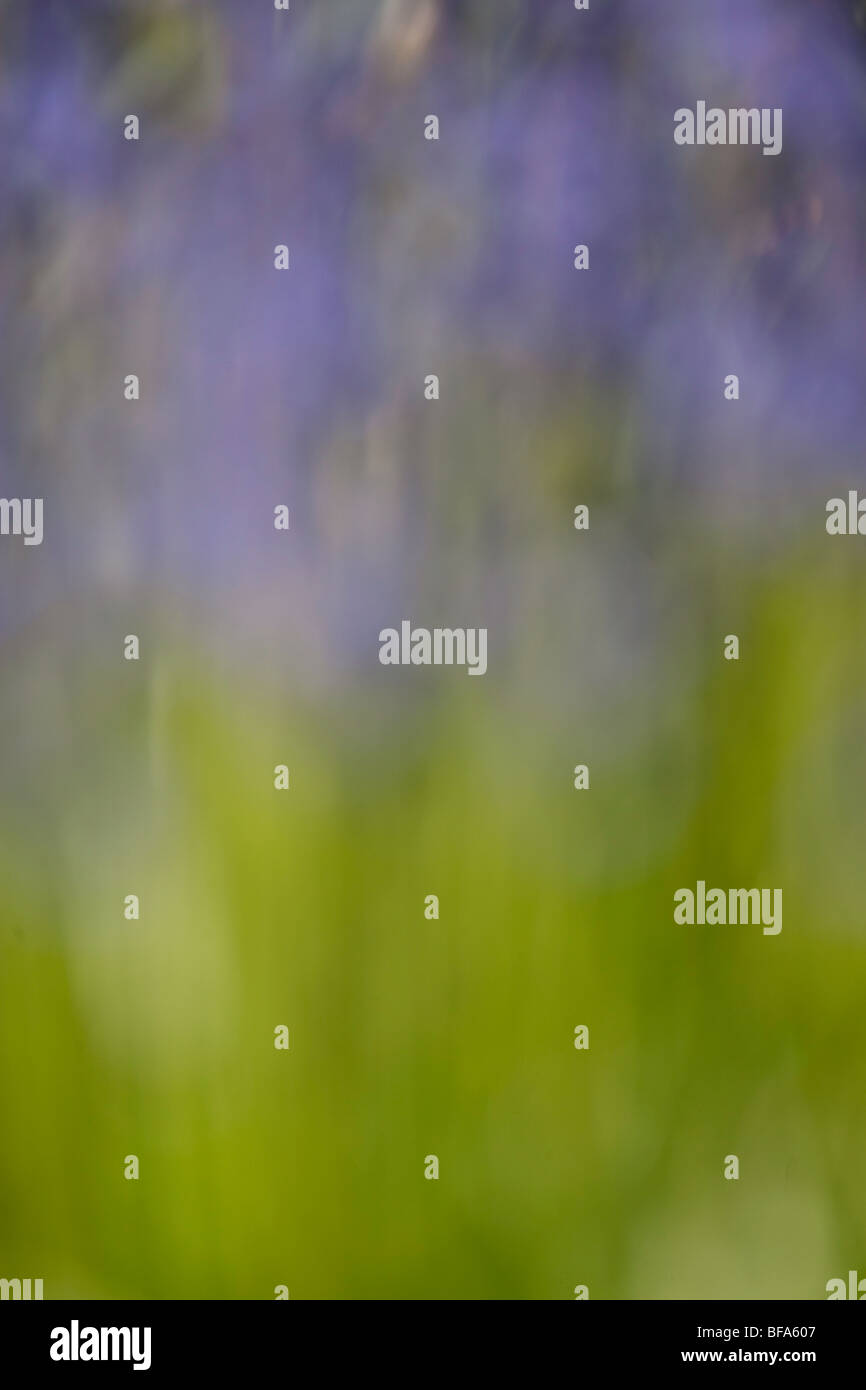 Endymion non-scriptus- blur of Blue bells in woodland environment Stock Photo
