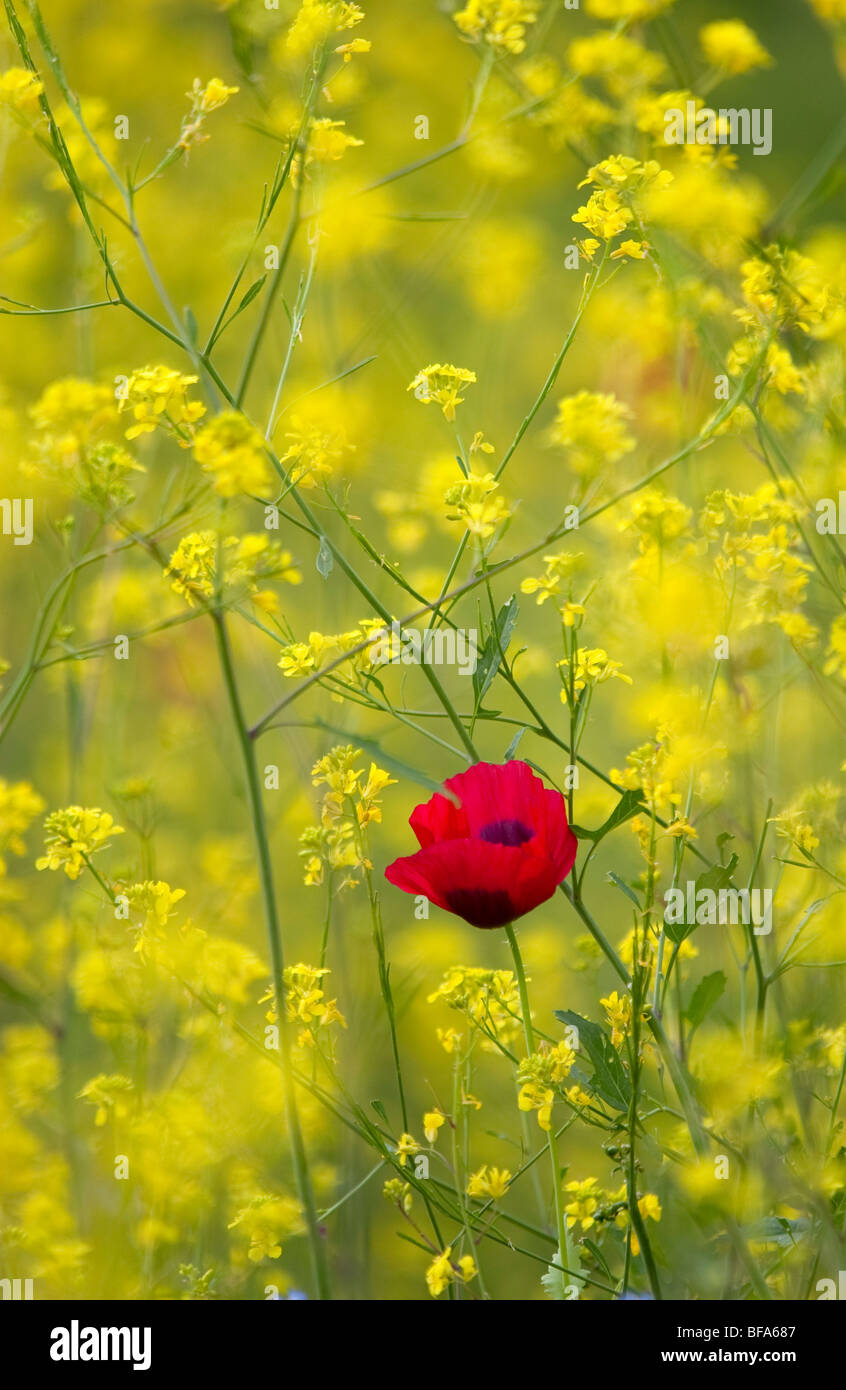 papaver rhoeas - Red poppy amongst yellow flowers Stock Photo