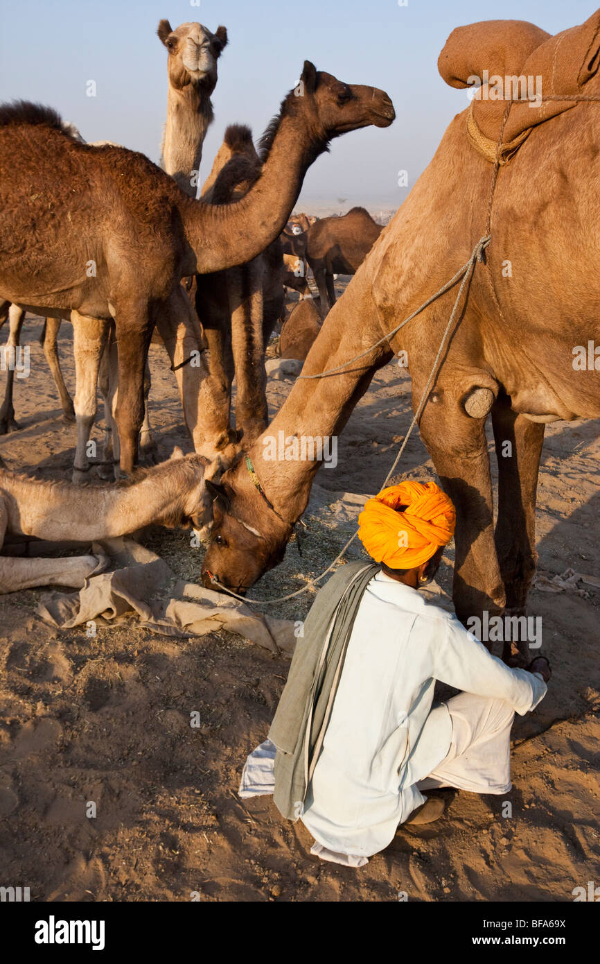 Rajput man tying the leg of a camel at the Camel Fair in Pushkar India Stock Photo