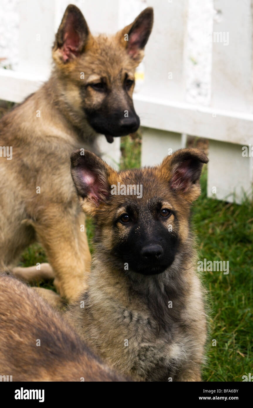 German Shepherd Puppies High Resolution Stock Photography And Images Alamy