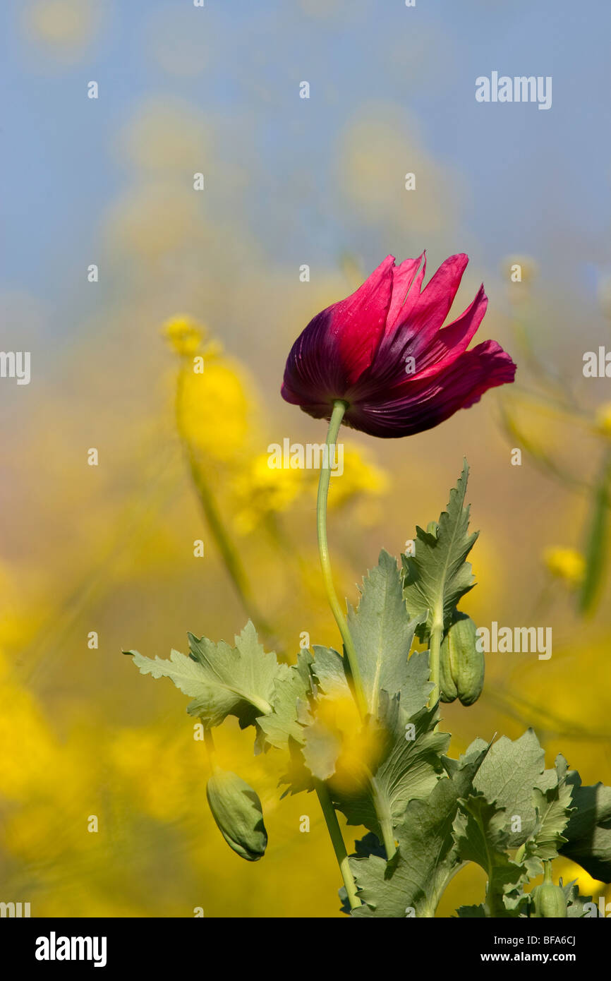 papaver rhoeas - Red poppy flower blowing in the wind, yellow and blue background Stock Photo