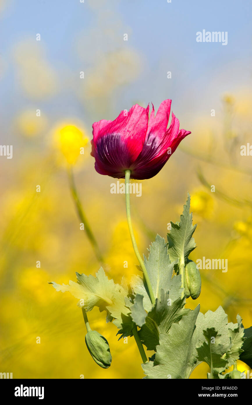 Poppy blowing in the wind hires stock photography and images Alamy
