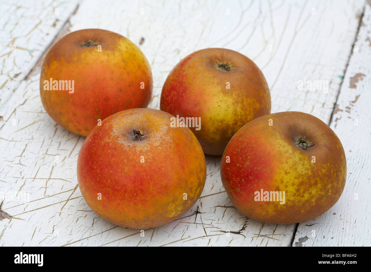 Organic Egremont Russet Desert Apple Malus Domestica Stock Photo