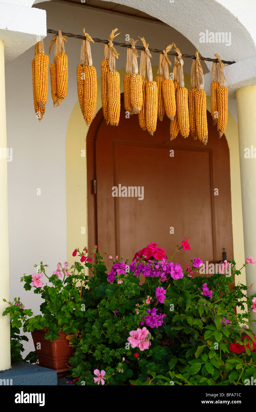 Corn drying outside a farm house at Morbish - am - see, Neusiedler See, Austria Stock Photo