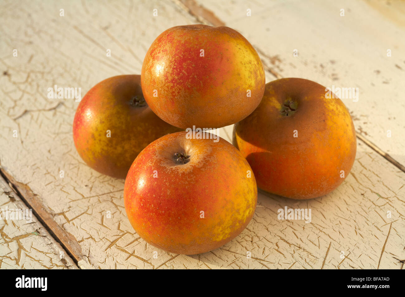 Organic Egremont Russet Desert Apple Malus Domestica Stock Photo