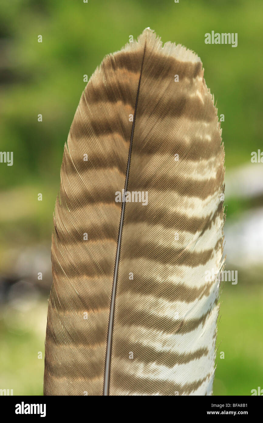Buzzards Feather (Buteo buteo) Stock Photo