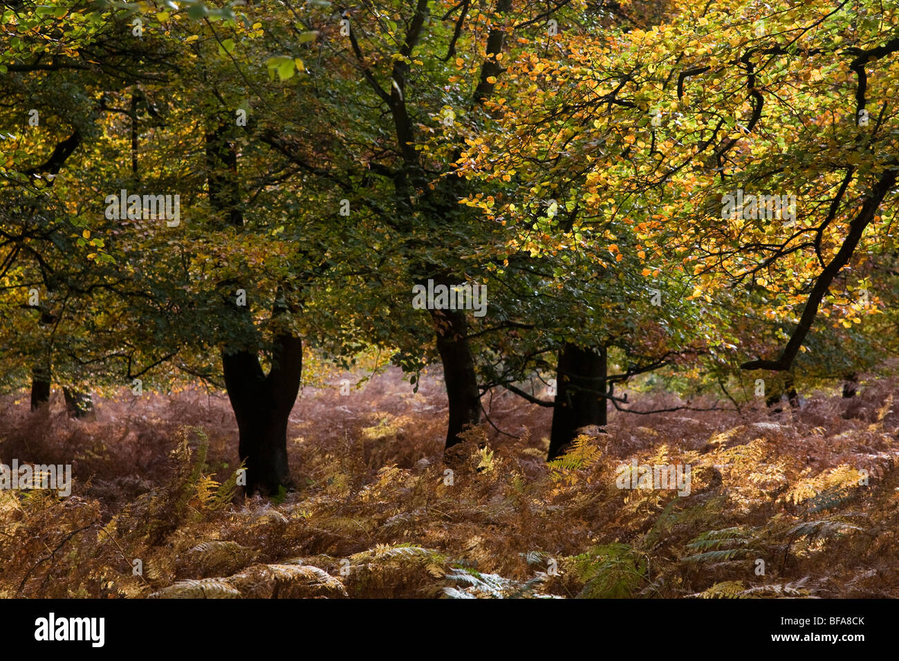 Large Copper Beech Trees High Resolution Stock Photography and Images ...