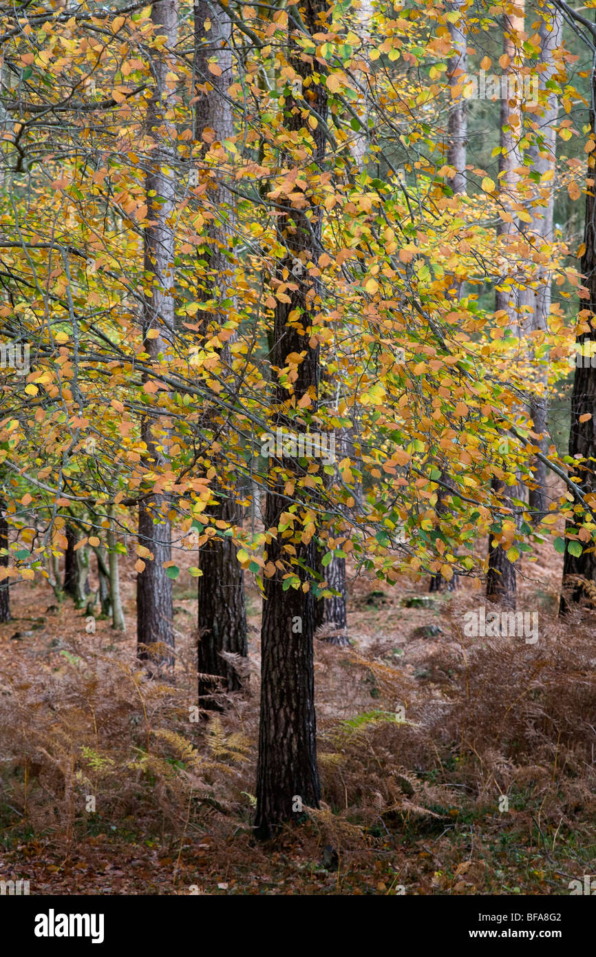 Visitors to new forest hi-res stock photography and images - Alamy