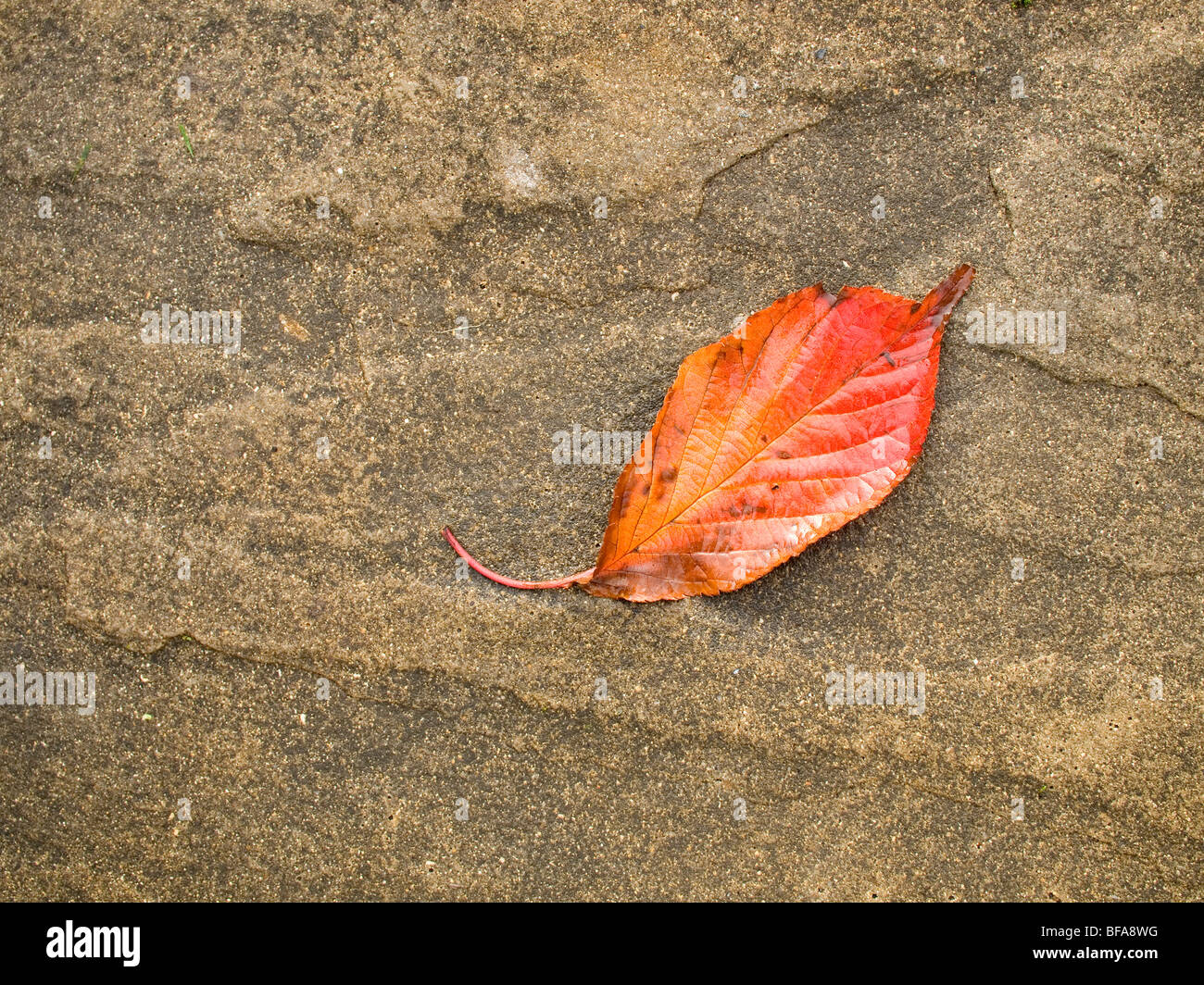Concept of autumn or fall with a red leaf from a cherry tree on a York stone pavement Stock Photo