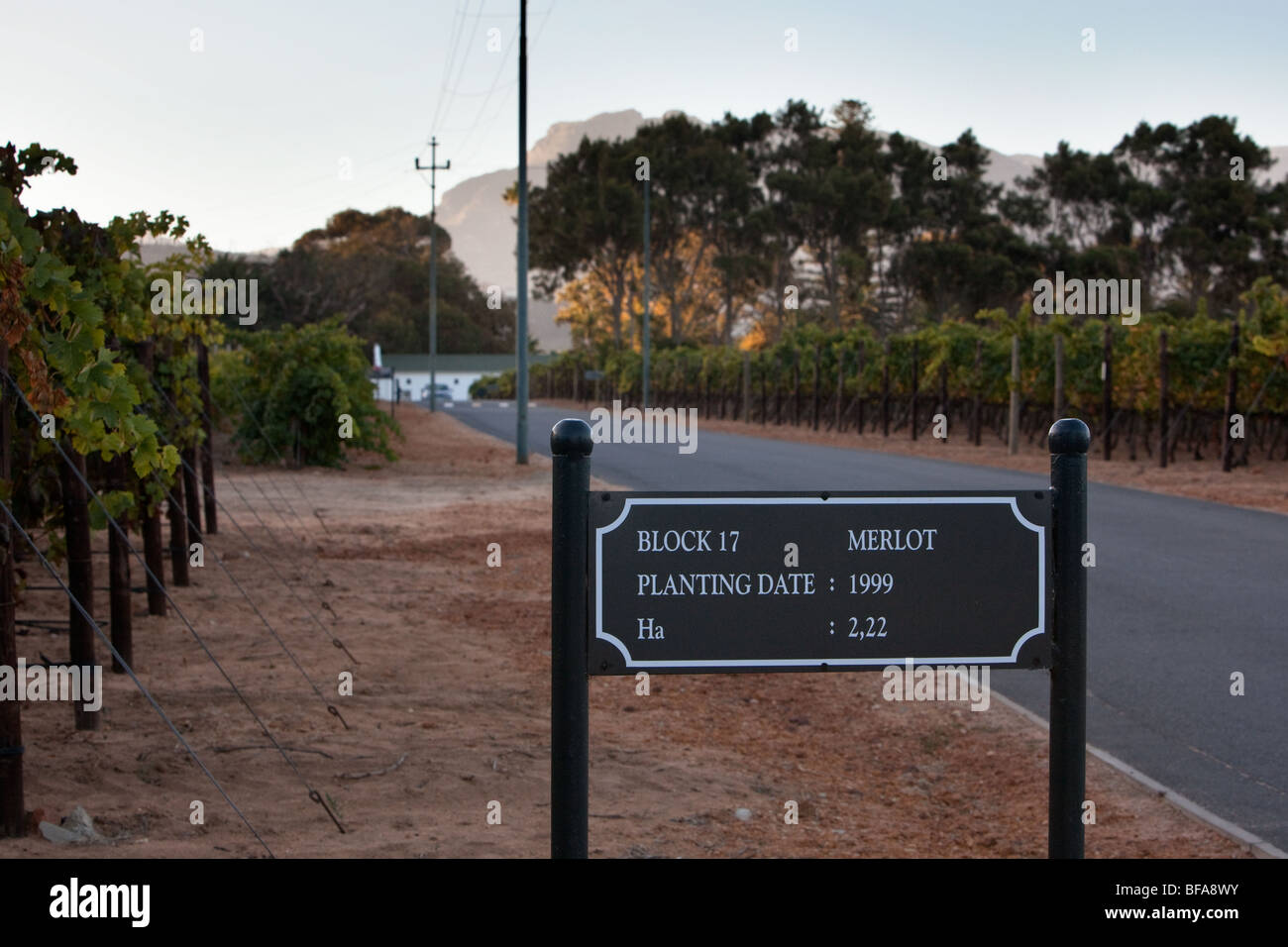 Scene from the winegrowing region of Constantia, near Cape Town, South