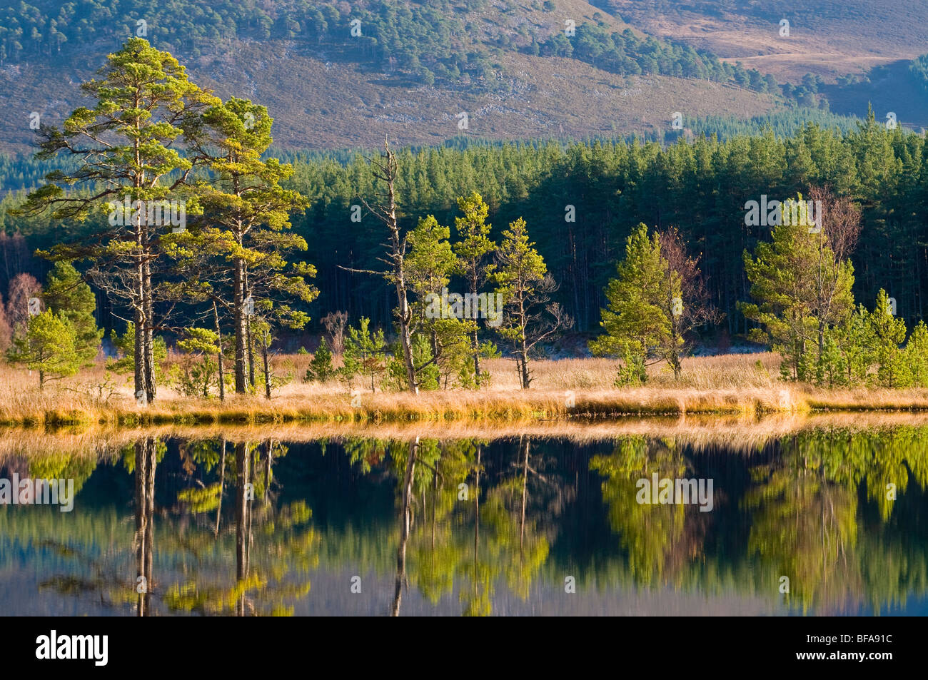 The Uath Lochs in Inshriach Forest Kincraig, Strathspey Inverness-shire Scotland.  SCO 5527 Stock Photo