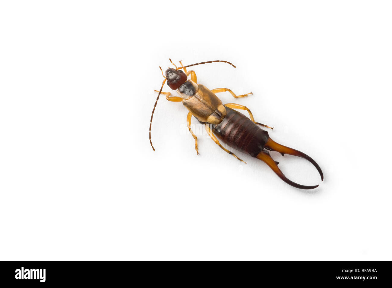 Common earwig european earwig forficula hi-res stock photography and ...