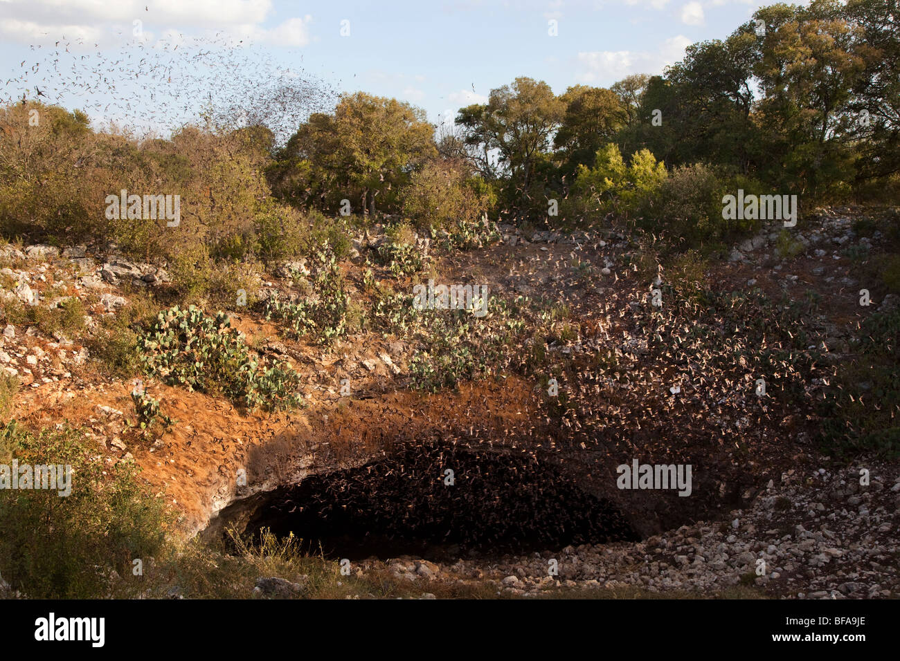 Mexican Freetail bats Tadarida brasiliensis in flight emerging from Bracken Cave Texas USA Stock Photo