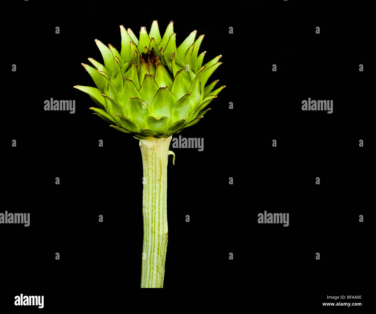 Image of an Artichoke Flower on a Black Background Stock Photo