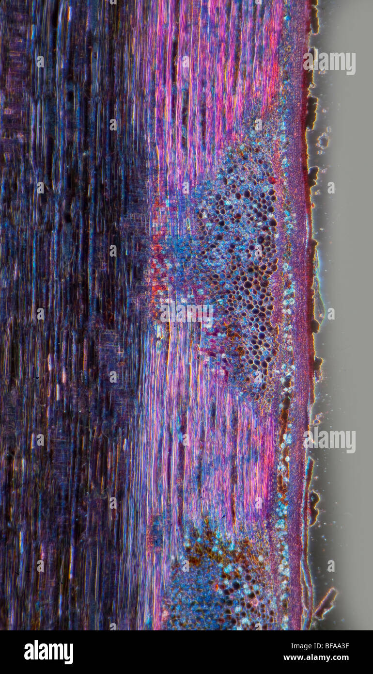 Lime stem LS. (Tilia sp.) darkfield photomicrgraph Stock Photo