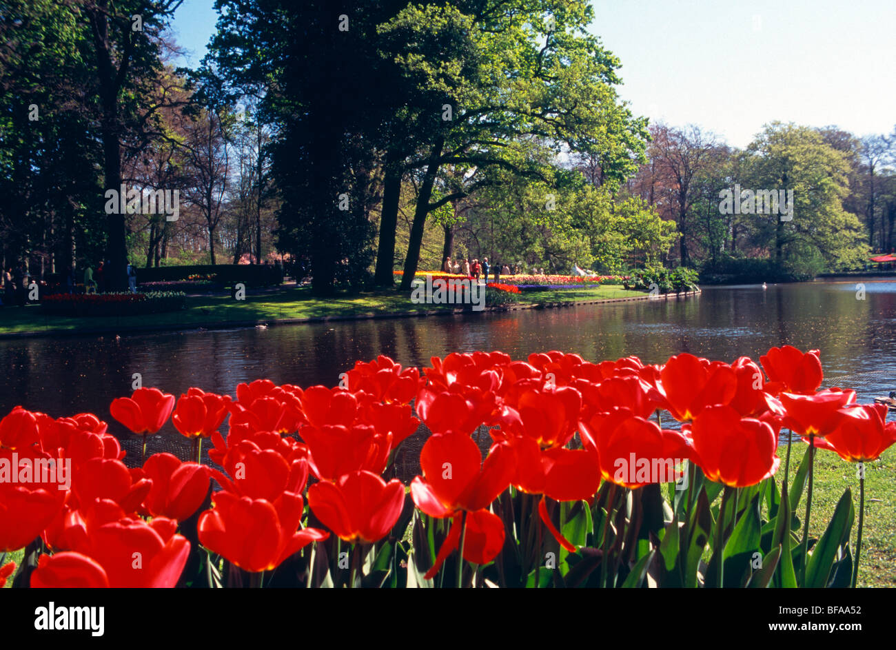 Red tulips by the lake at Keukenhof Gardens, Holland Stock Photo - Alamy