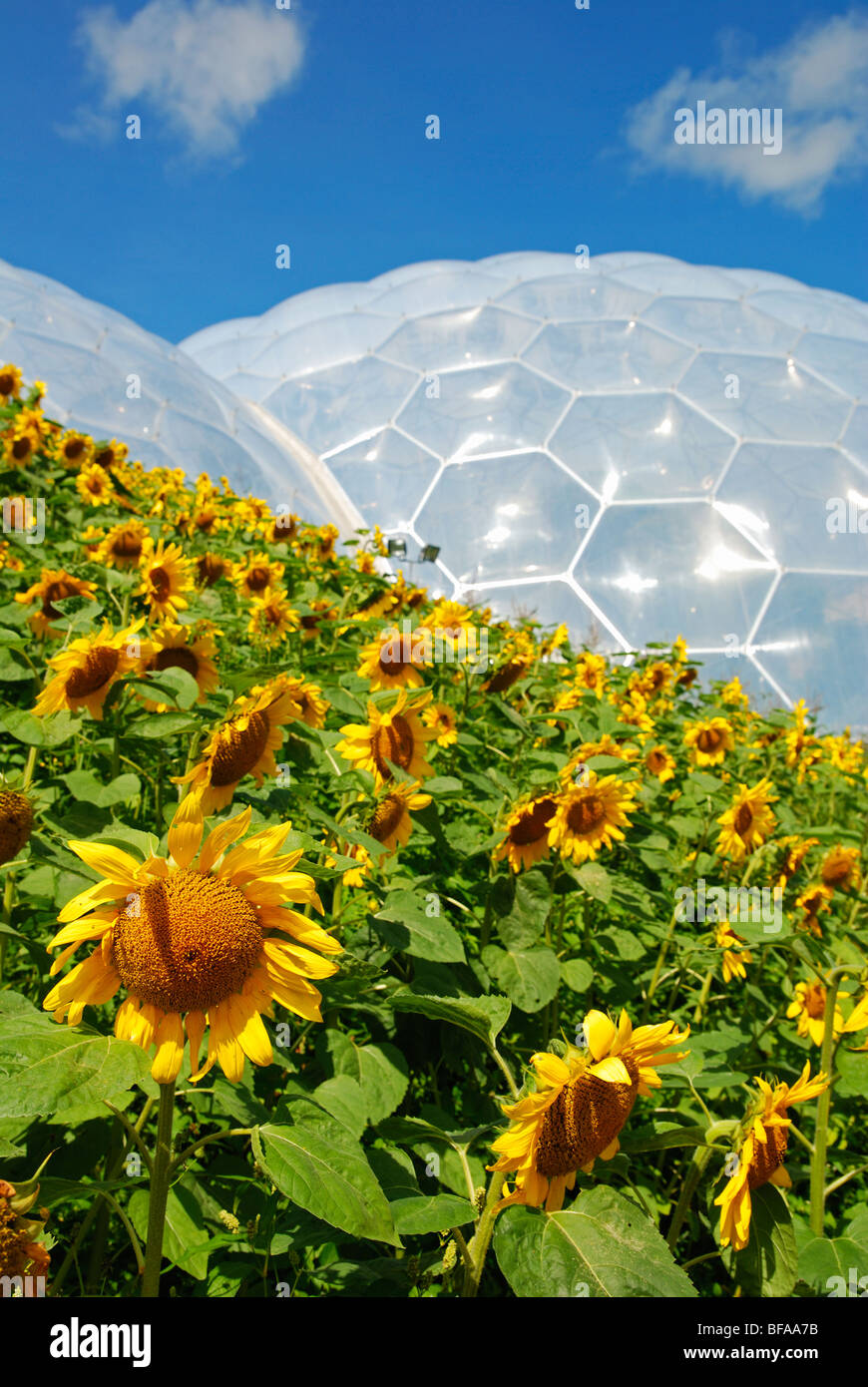 sunflowers in full flower outside the biomes at the eden project in