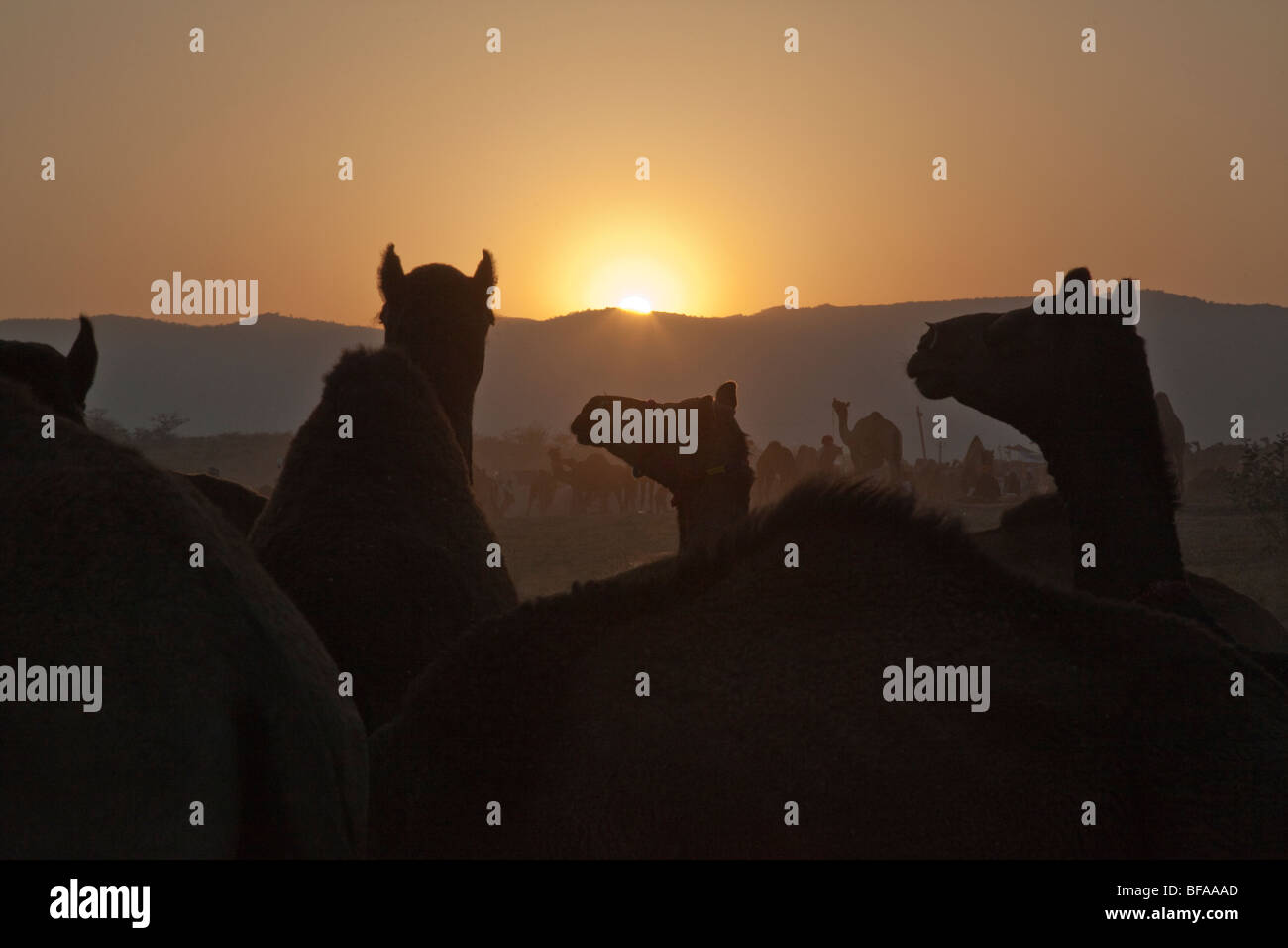 Camels at the Camel Fair in Pushkar India Stock Photo