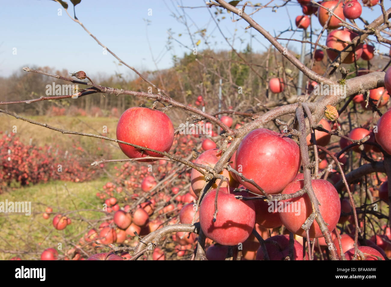 fuji apples growing in an orchard Indian Ladder Farm Altamant NY Stock Photo Alamy