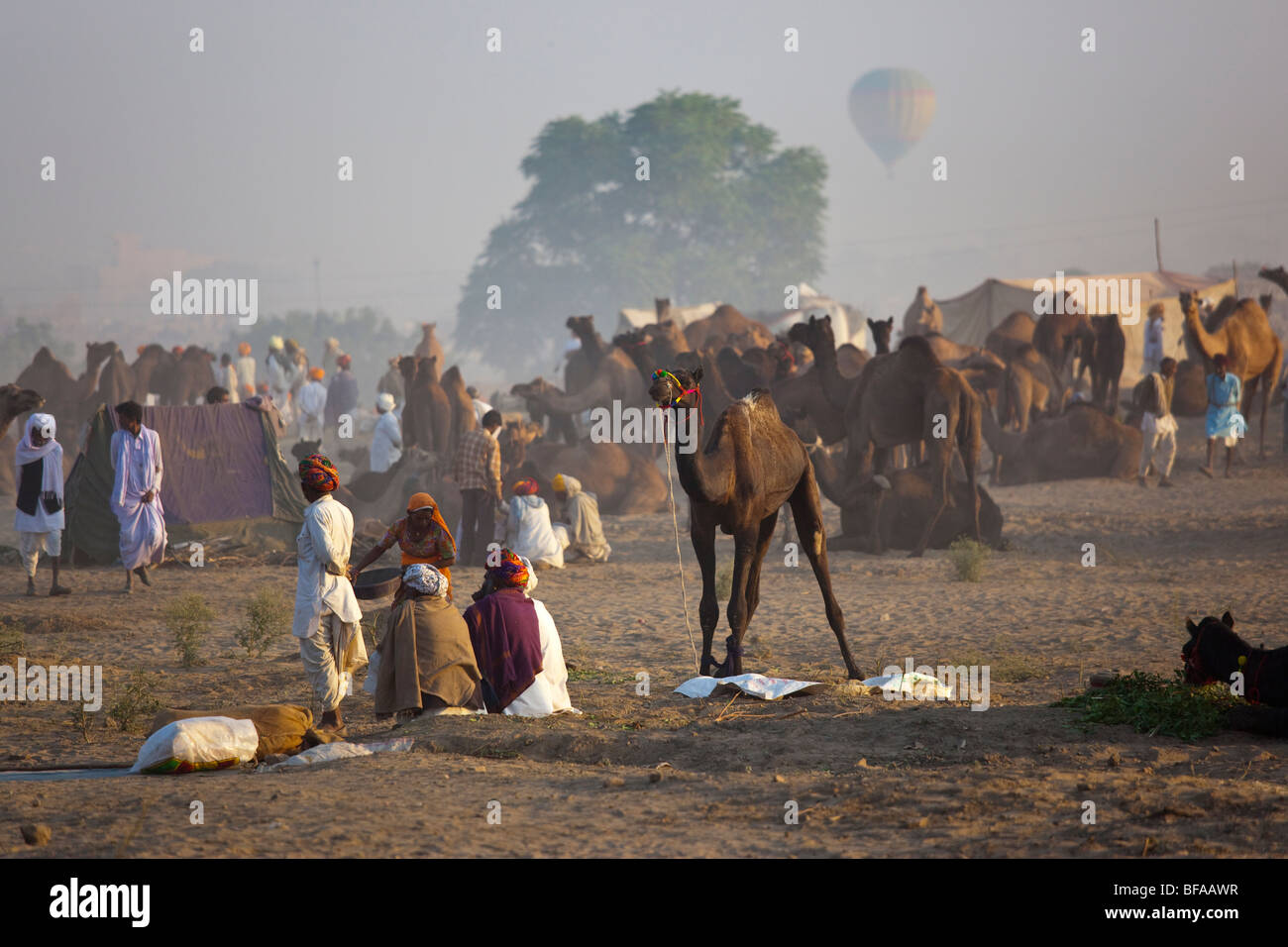 Camels and hot air balloon at the Camel Fair in Pushkar India Stock Photo