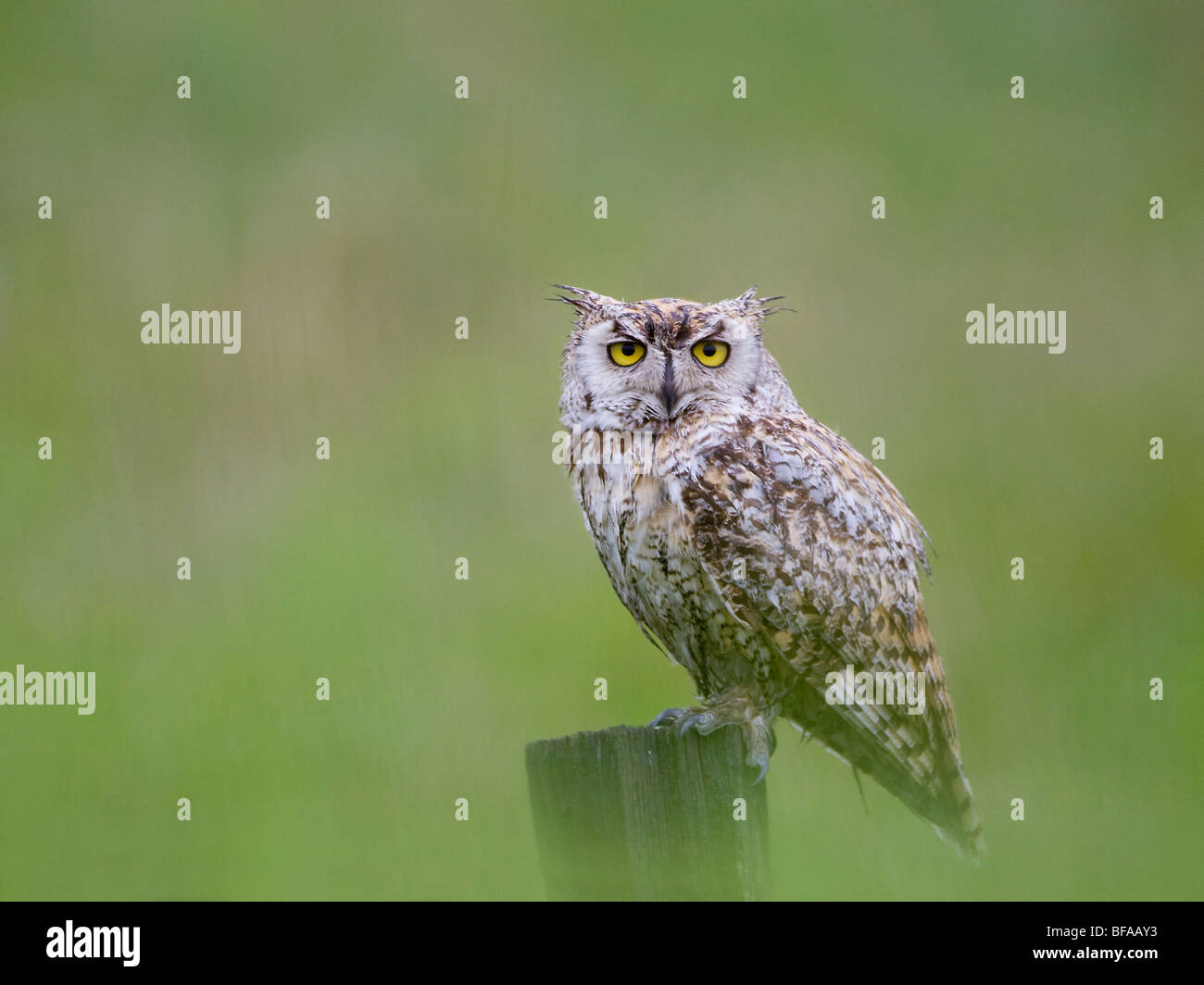 Great Horned Owl Stock Photo Alamy