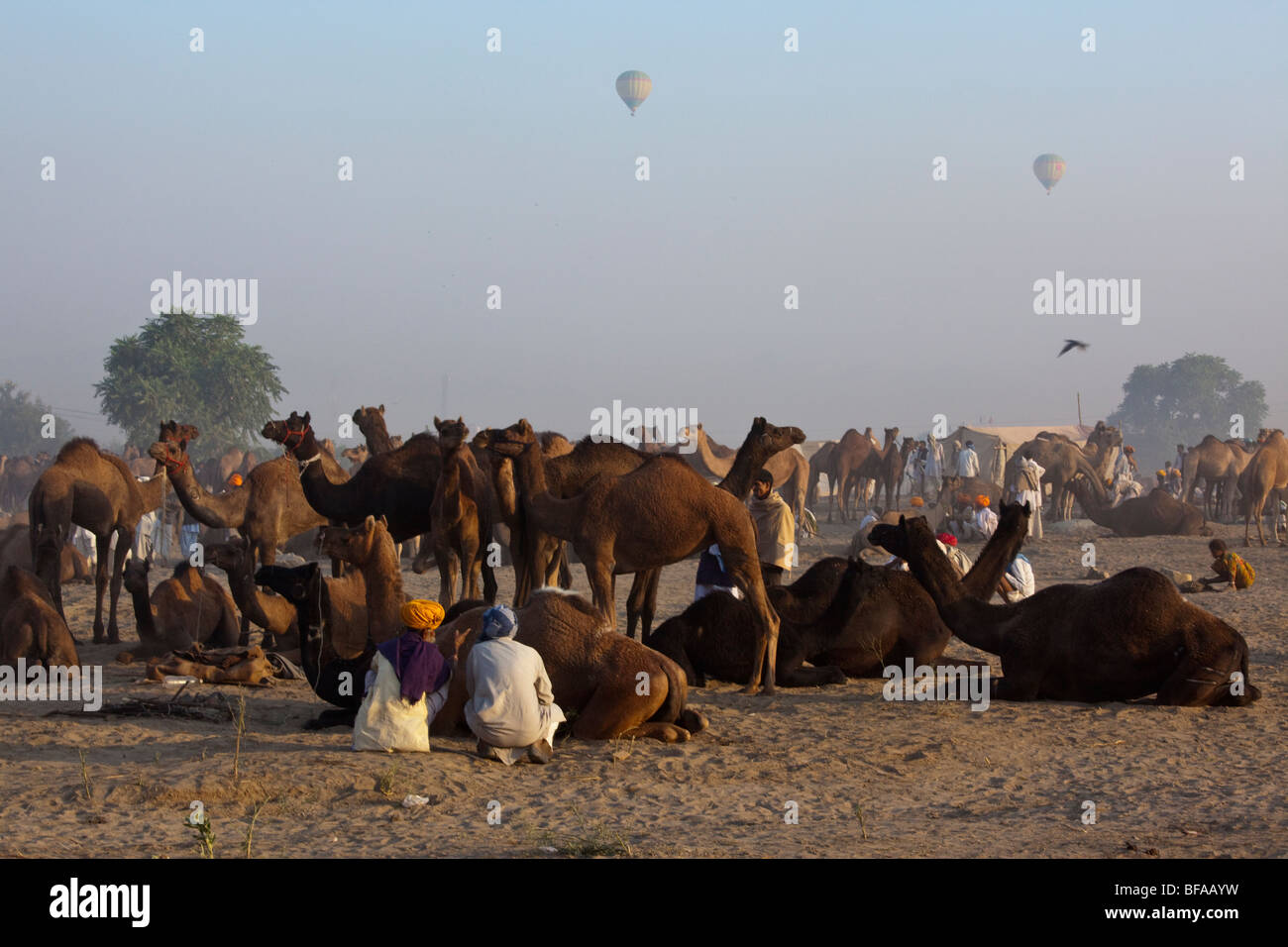 Camels and hot air balloons at the Camel Fair in Pushkar India Stock Photo