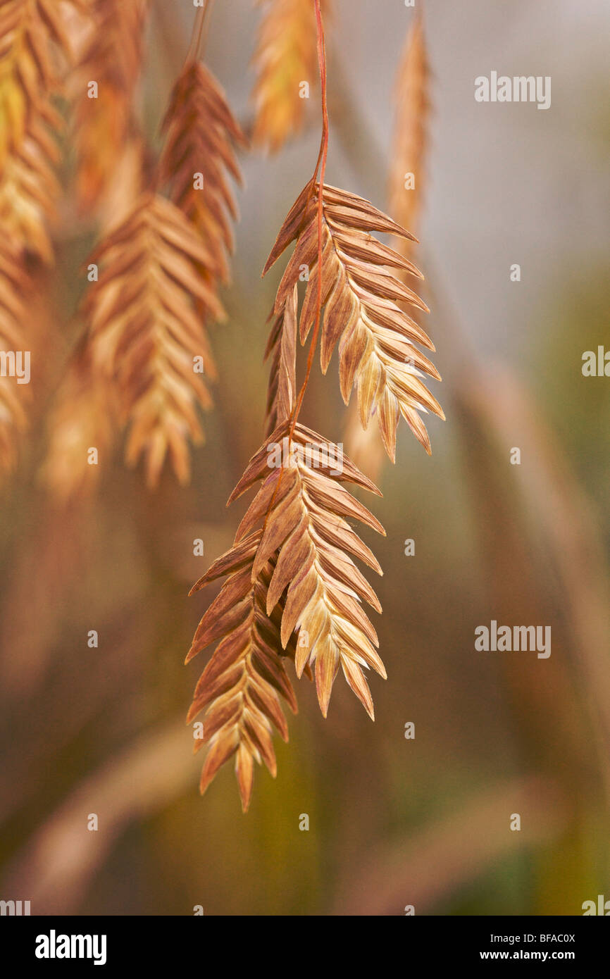 Northern or inland sea oat seed heads in autumn. Native to eastern and midwestern USA. Stock Photo