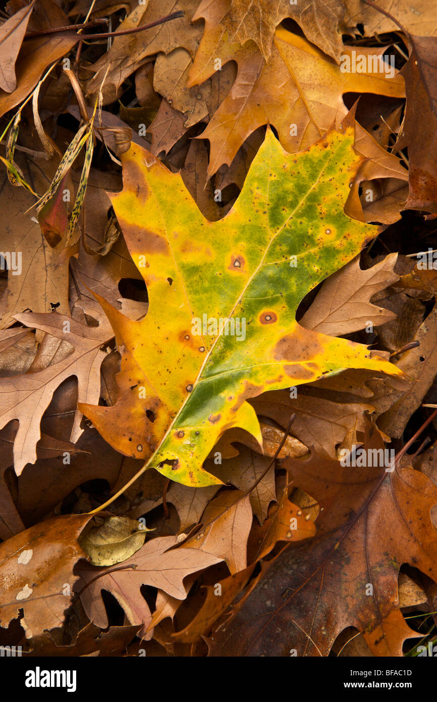 Yellow and green black oak leaf in autumn on forest floor. Black refers to the species. Stock Photo