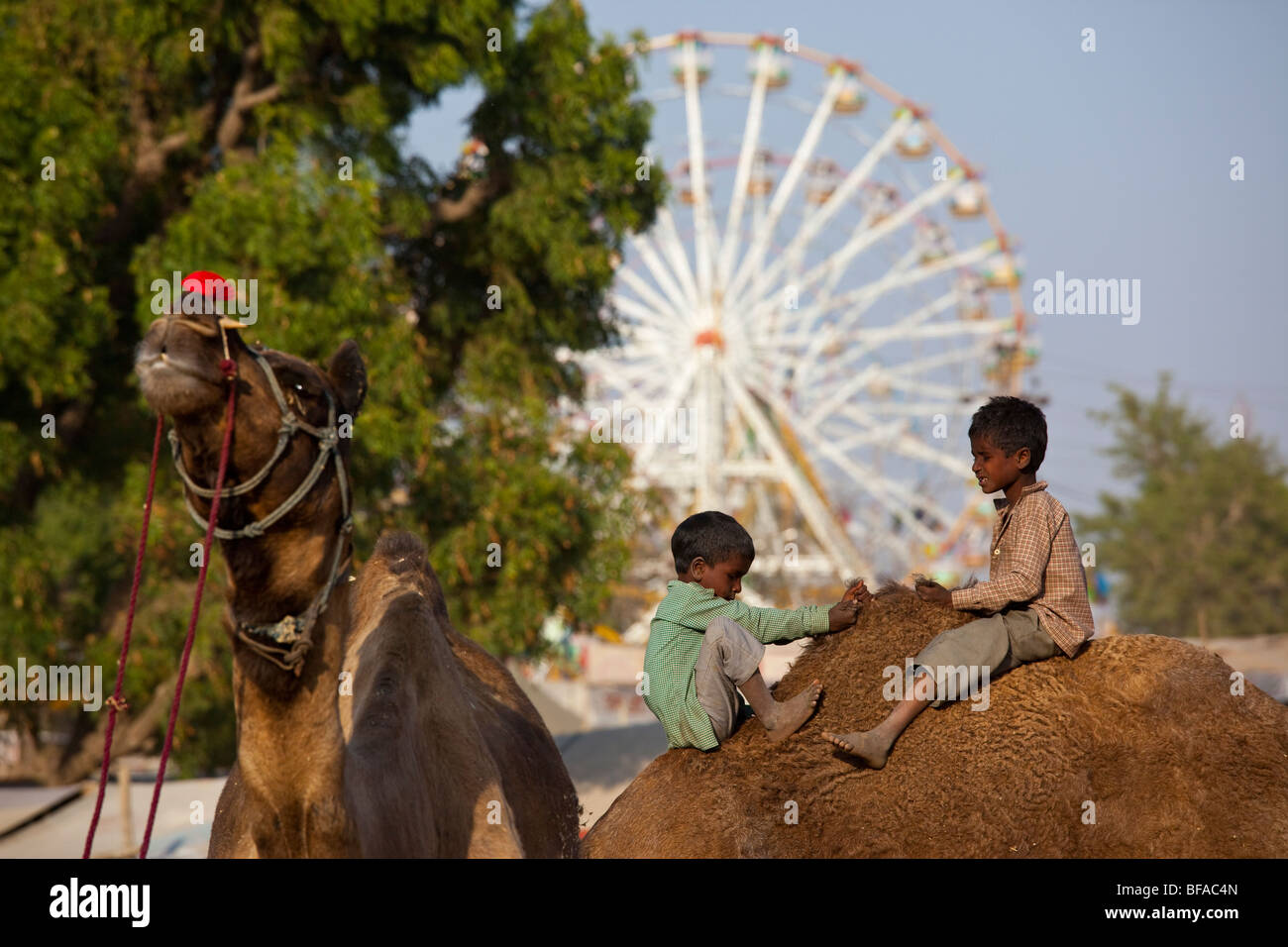 Boy riding camel hi-res stock photography and images - Alamy