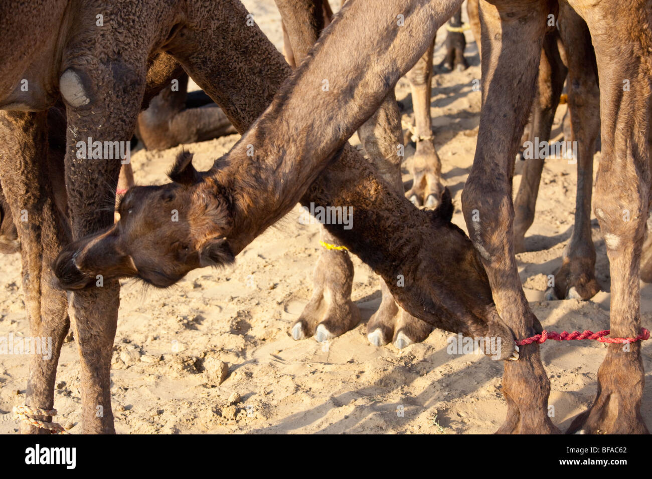 Biting each other hi-res stock photography and images - Alamy