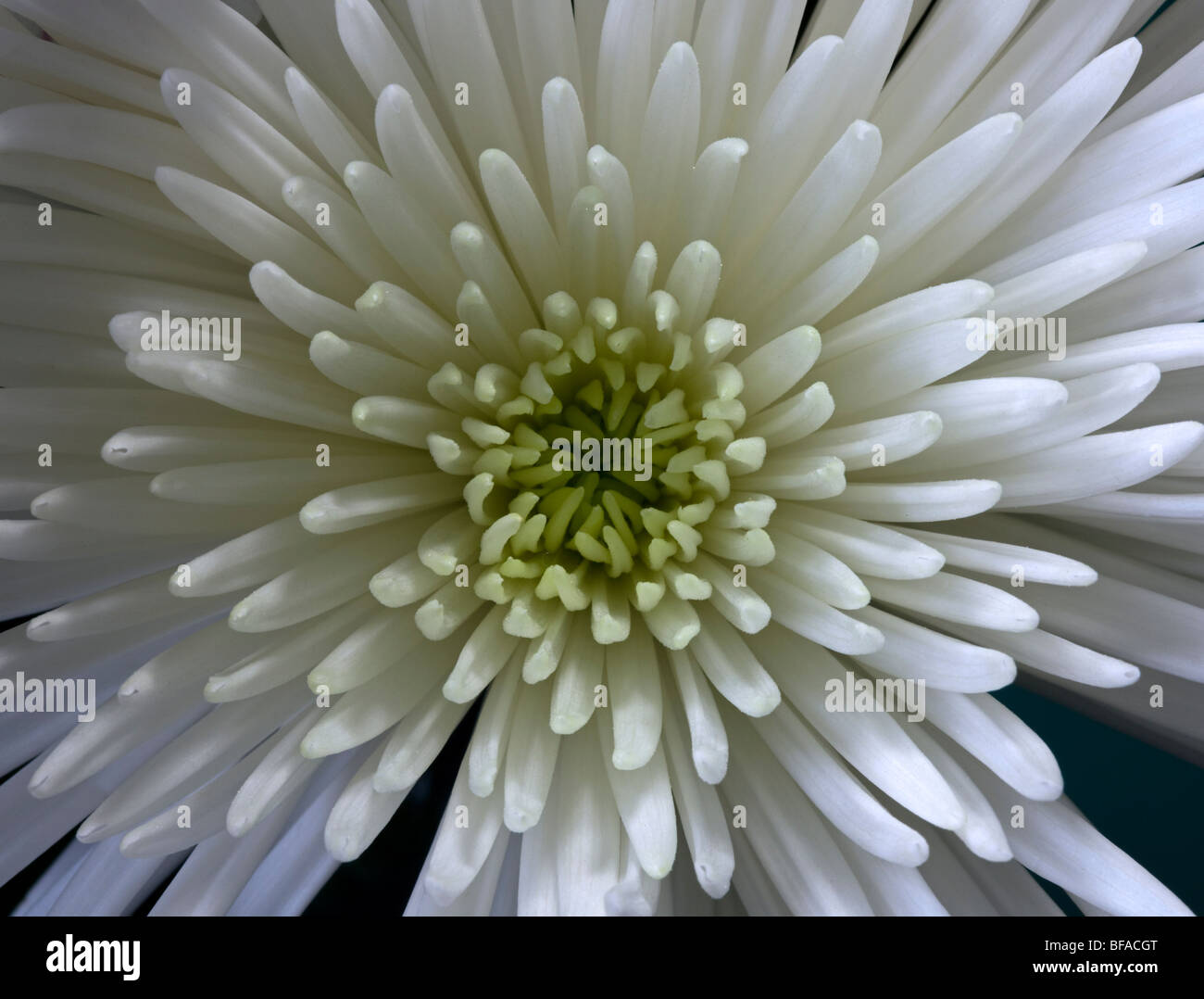White Spider Chrysanthemum Stock Photo