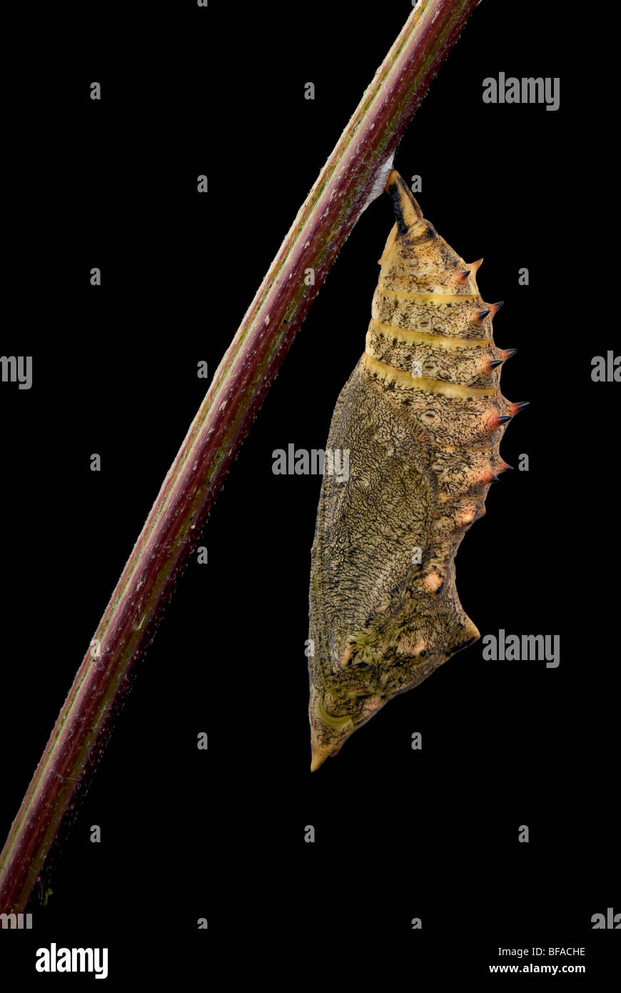 cocoon butterfly peacock black chrysalis Stock Photo Alamy