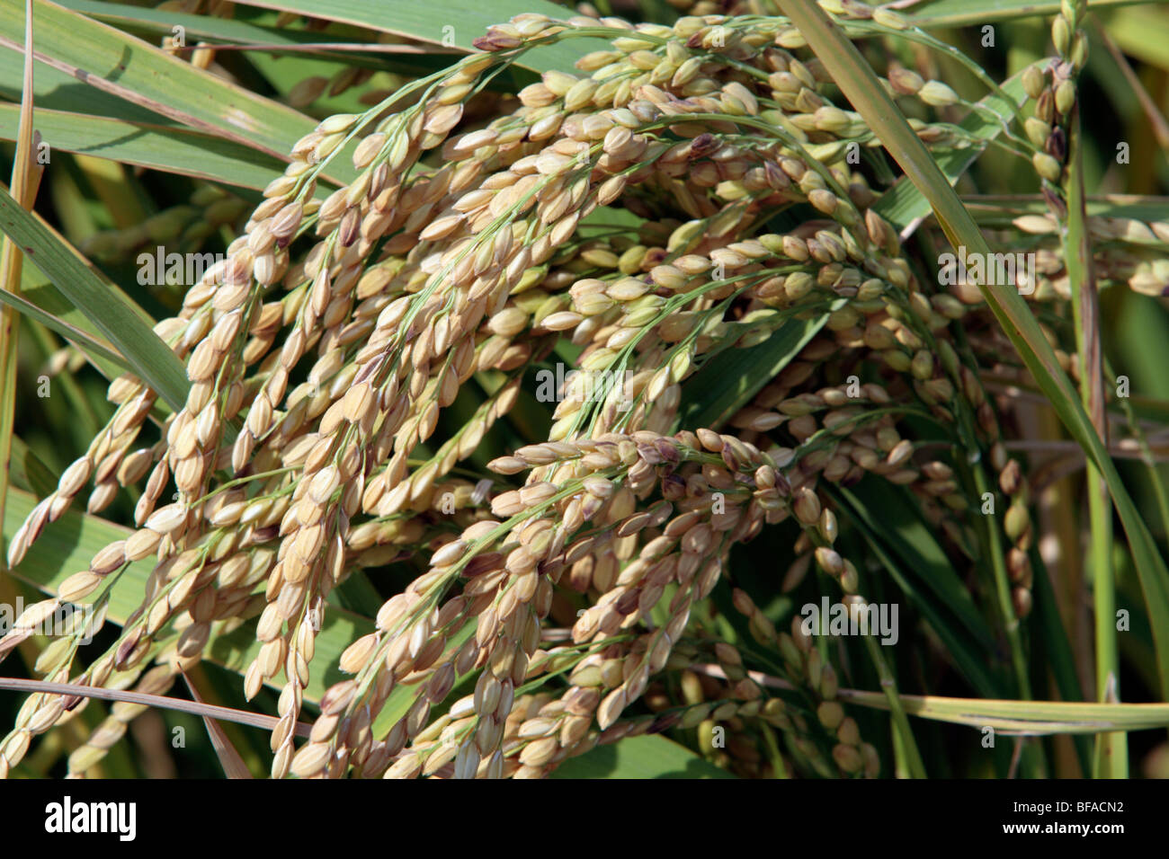 Taiga Rice Rice grows in field, Taiwan Stock Photo - Alamy