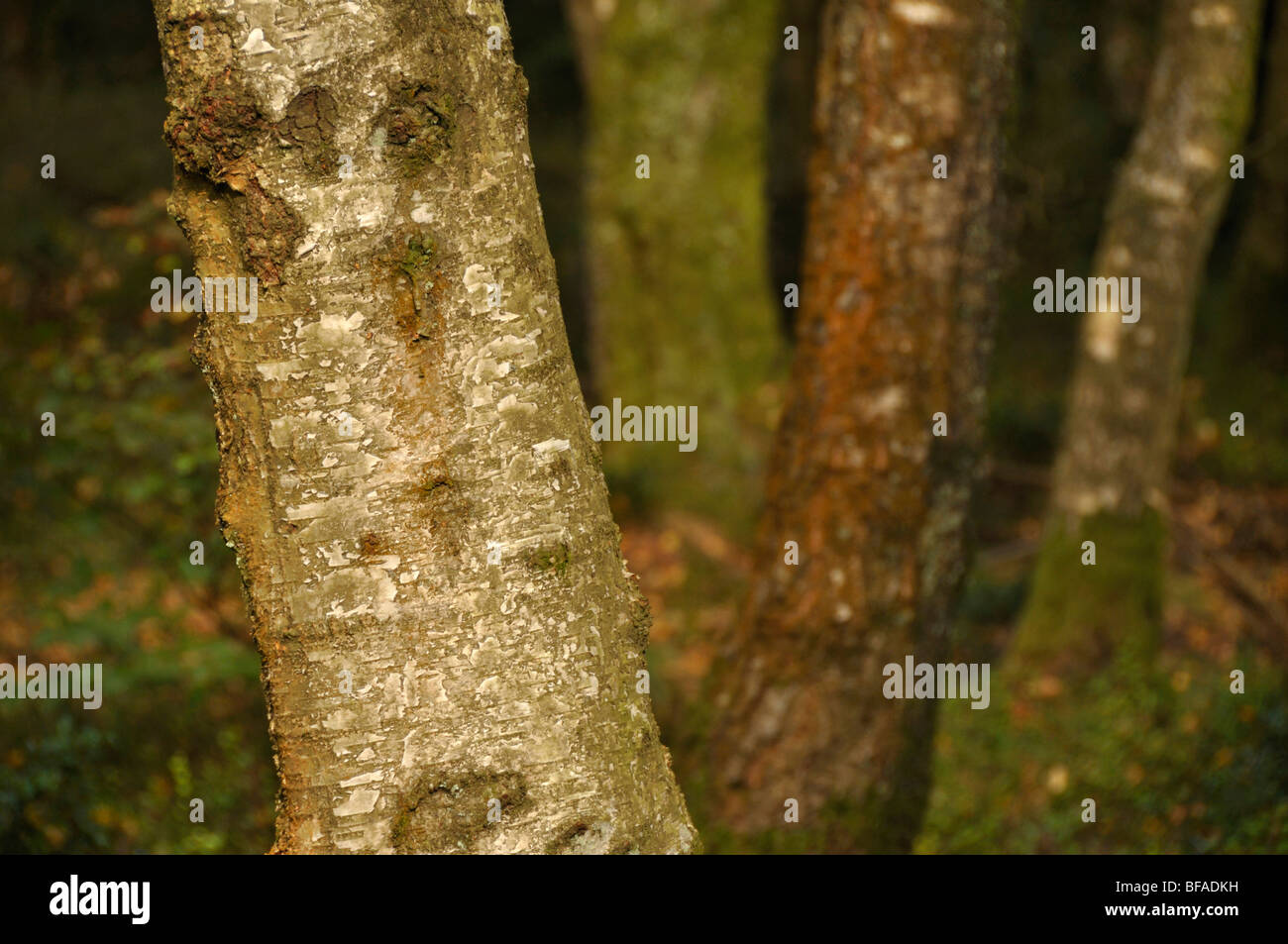 Silver birch trunks, Periton Hill, Somerset Stock Photo