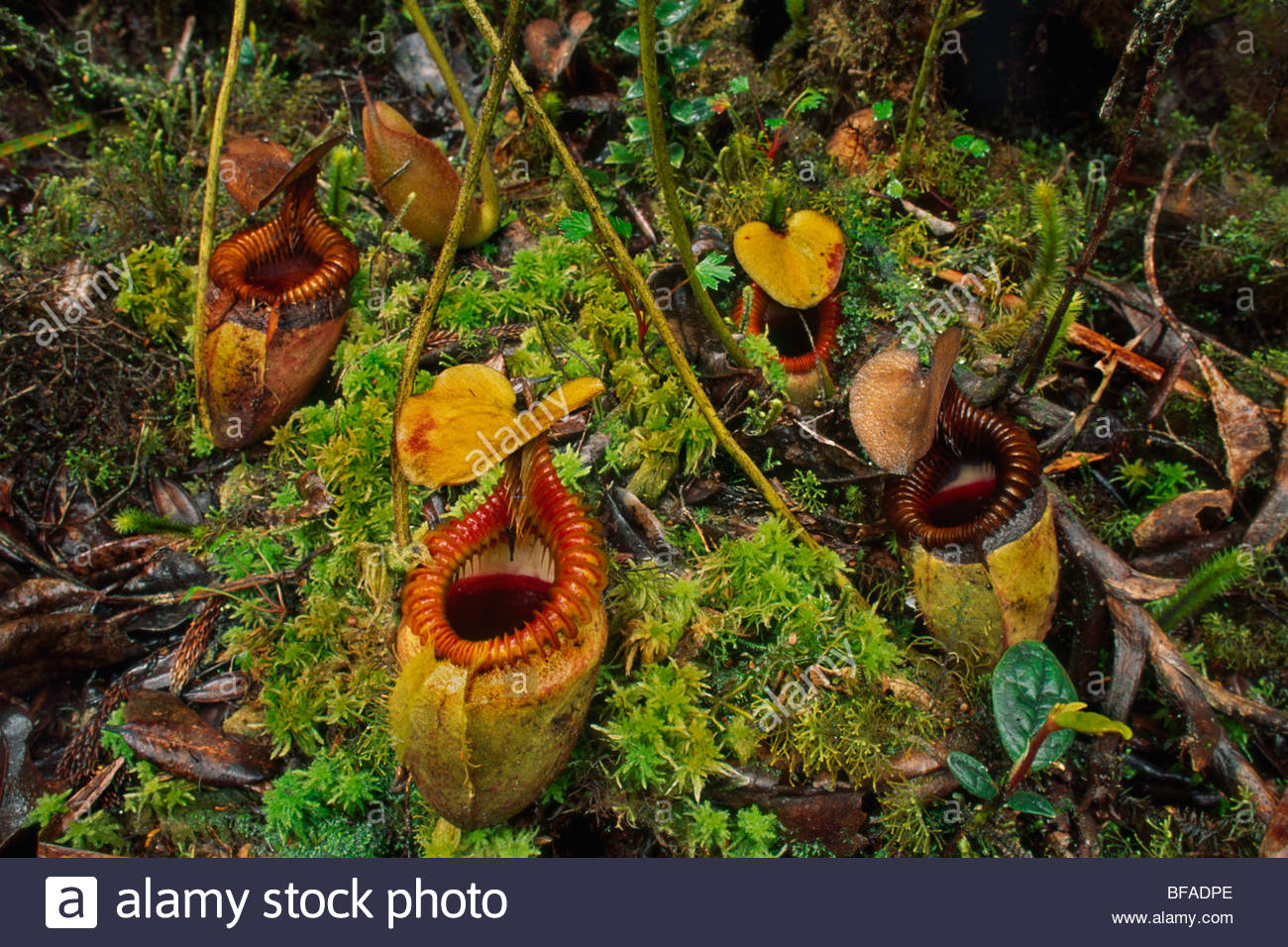 Pitcher Plants On Forest Floor Nepenthes Villosa Mt Kinabalu