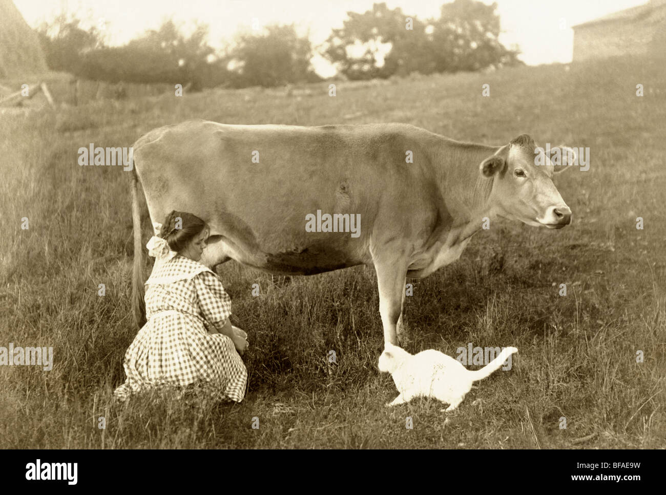Girl Milking Cow in Pasture & Feeding Cat Stock Photo