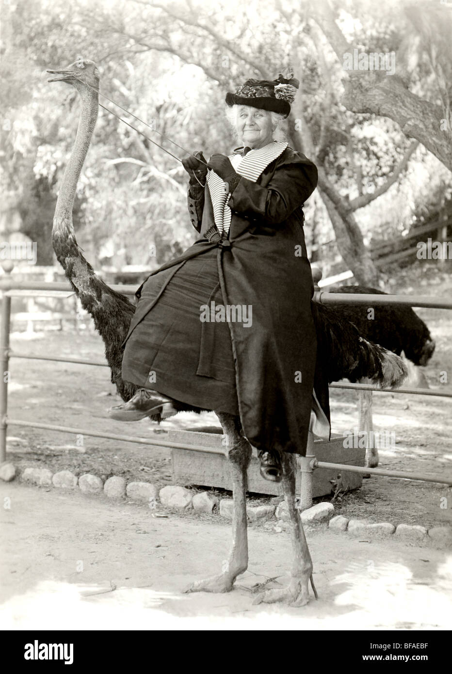 Elderly Woman Riding Ostrich Stock Photo - Alamy