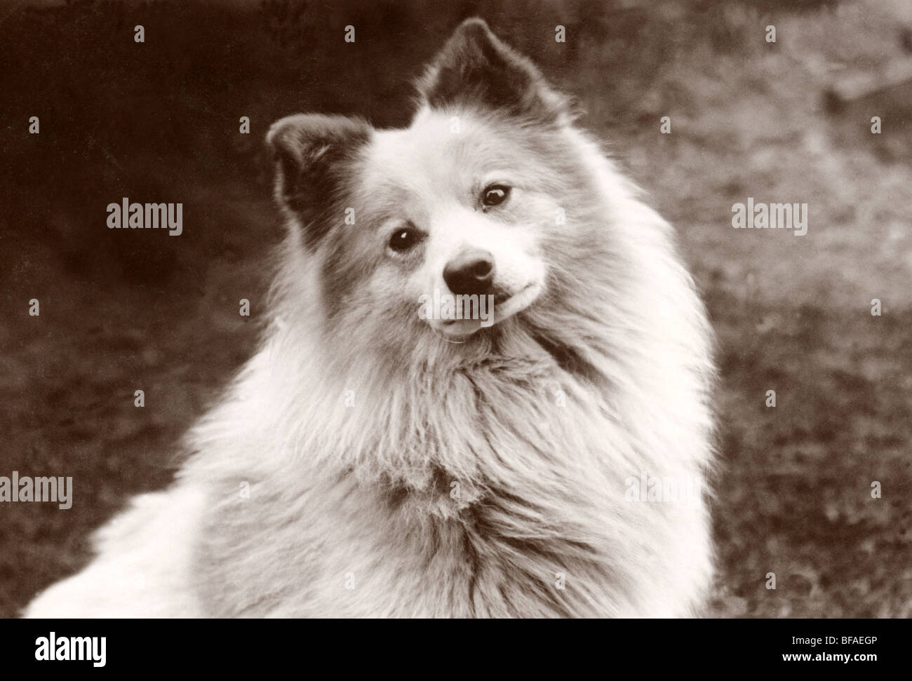 Cute Dog Tilting Head Stock Photo Alamy