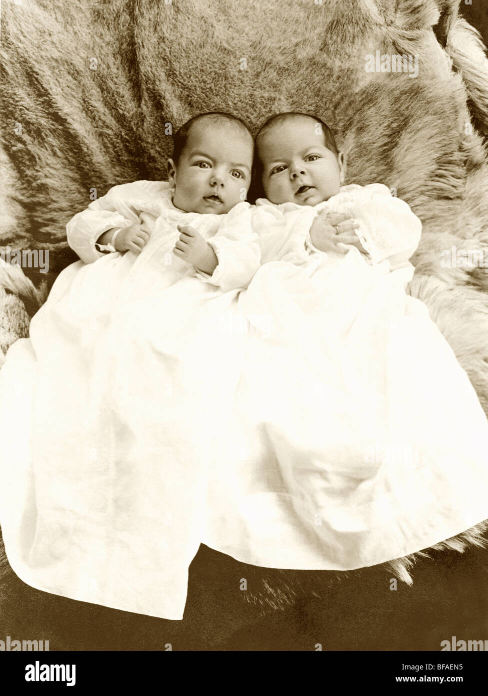 Twins Harvey & Harry, 8 weeks Stock Photo