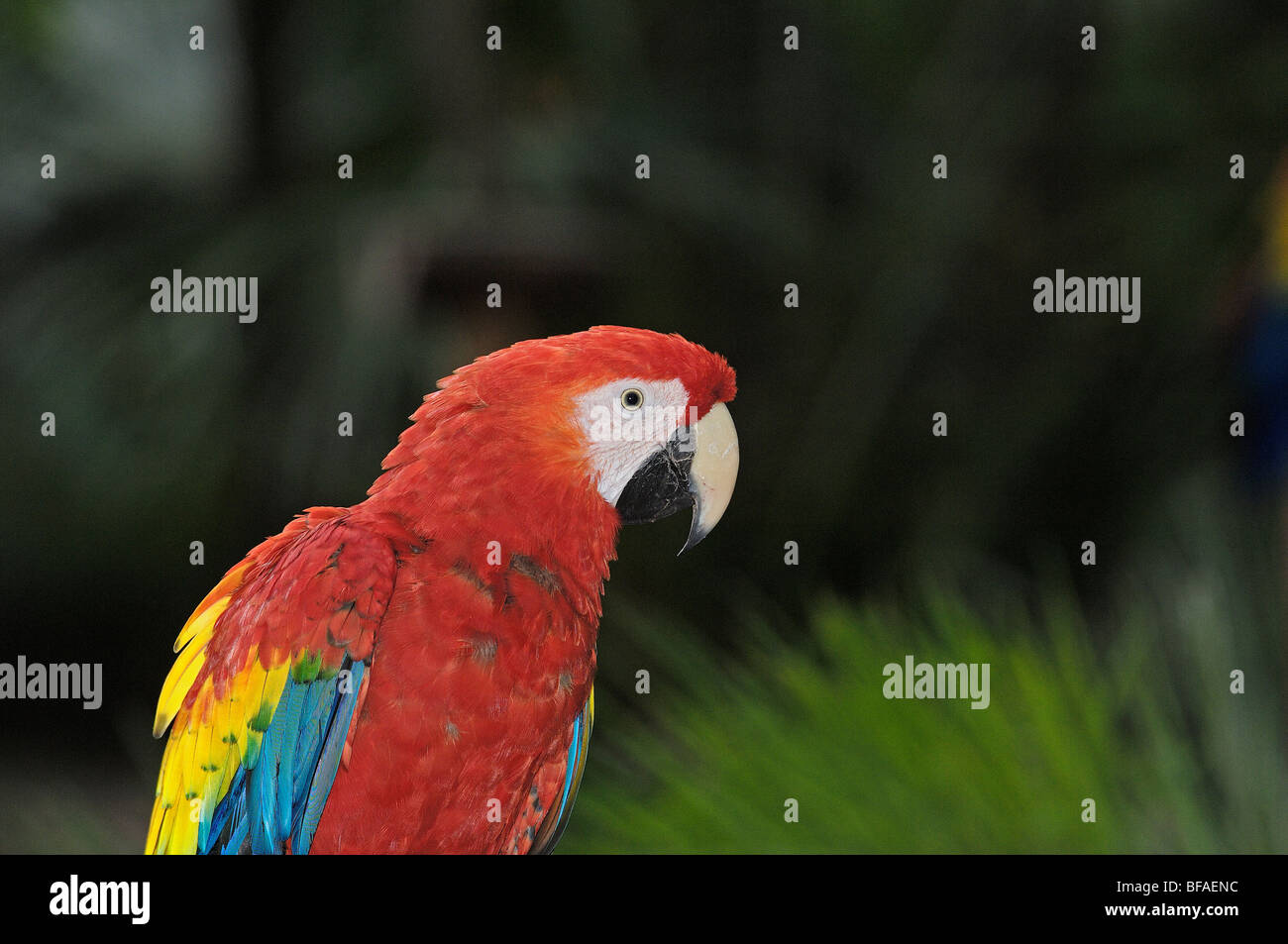 Macaw Roo Scarlet Macaw (Ara macao). Xcaret . Playa del Carmen. Quintana Roo ...