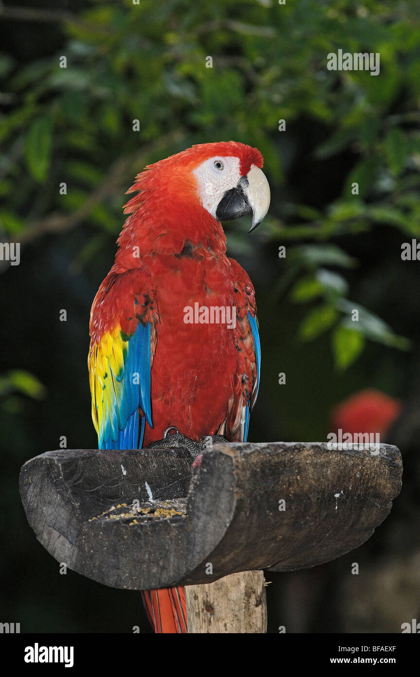 Macaw Roo Scarlet Macaw (Ara macao). Xcaret . Playa del Carmen. Quintana Roo ...