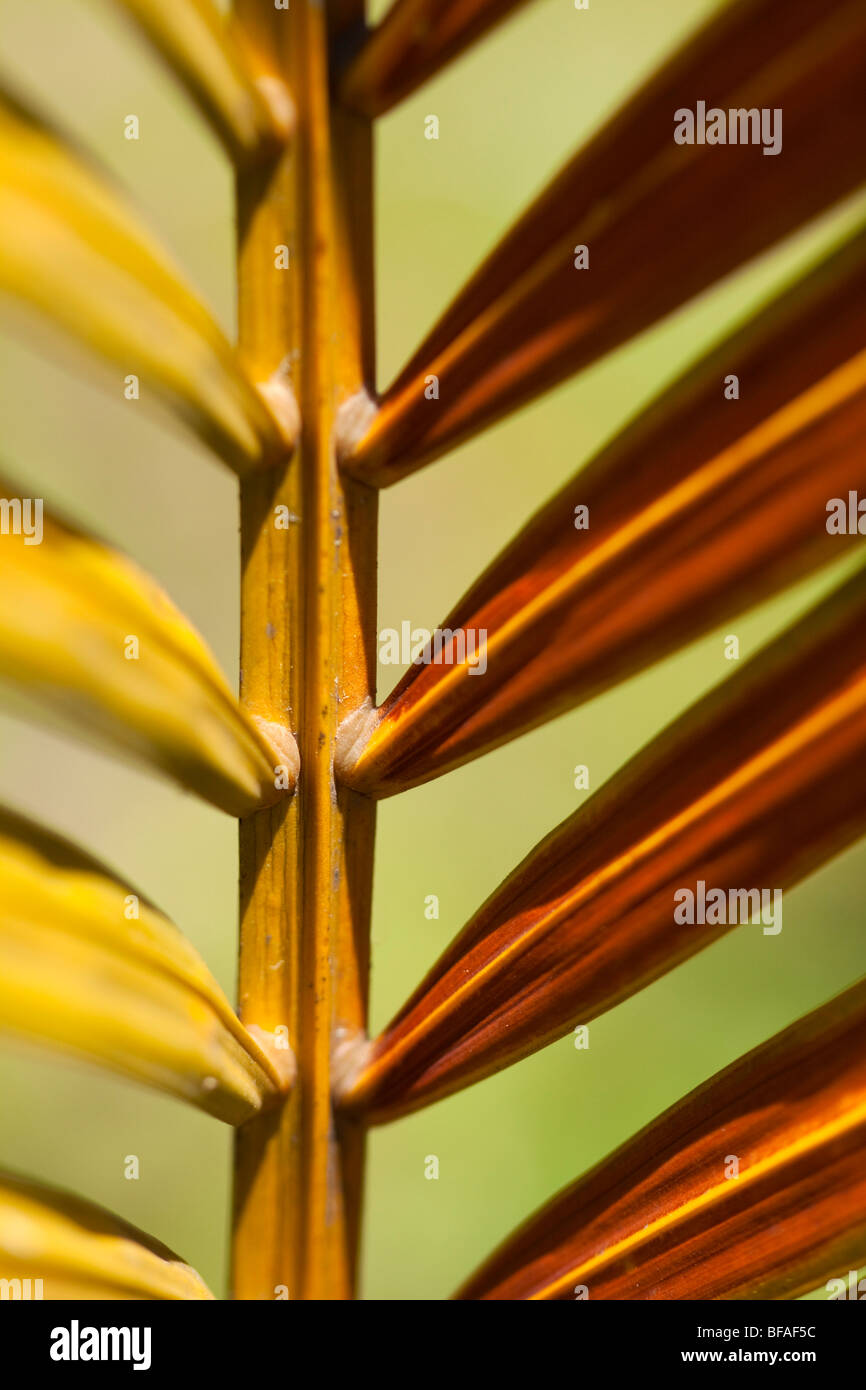 Abstract pattern created by palm frond. Family: Arecaceae. Stock Photo