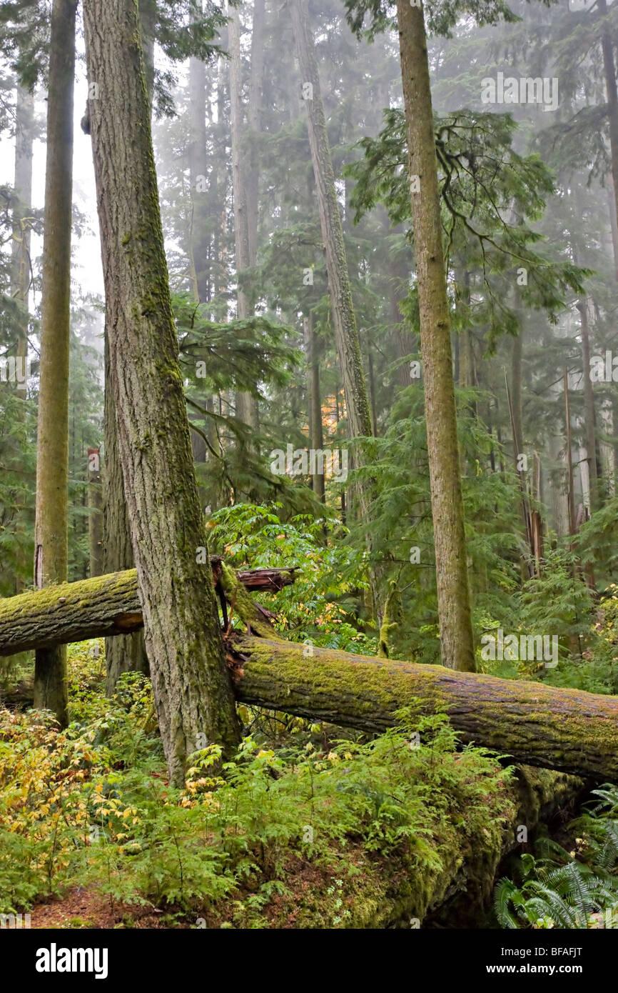 Cathedral Grove, MacMillan Provincial Park, Port Alberni, British Columbia Stock Photo