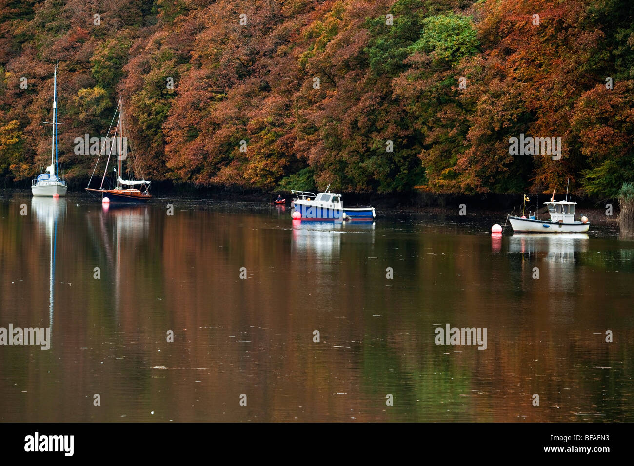 River Tamar near Calstock Stock Photo