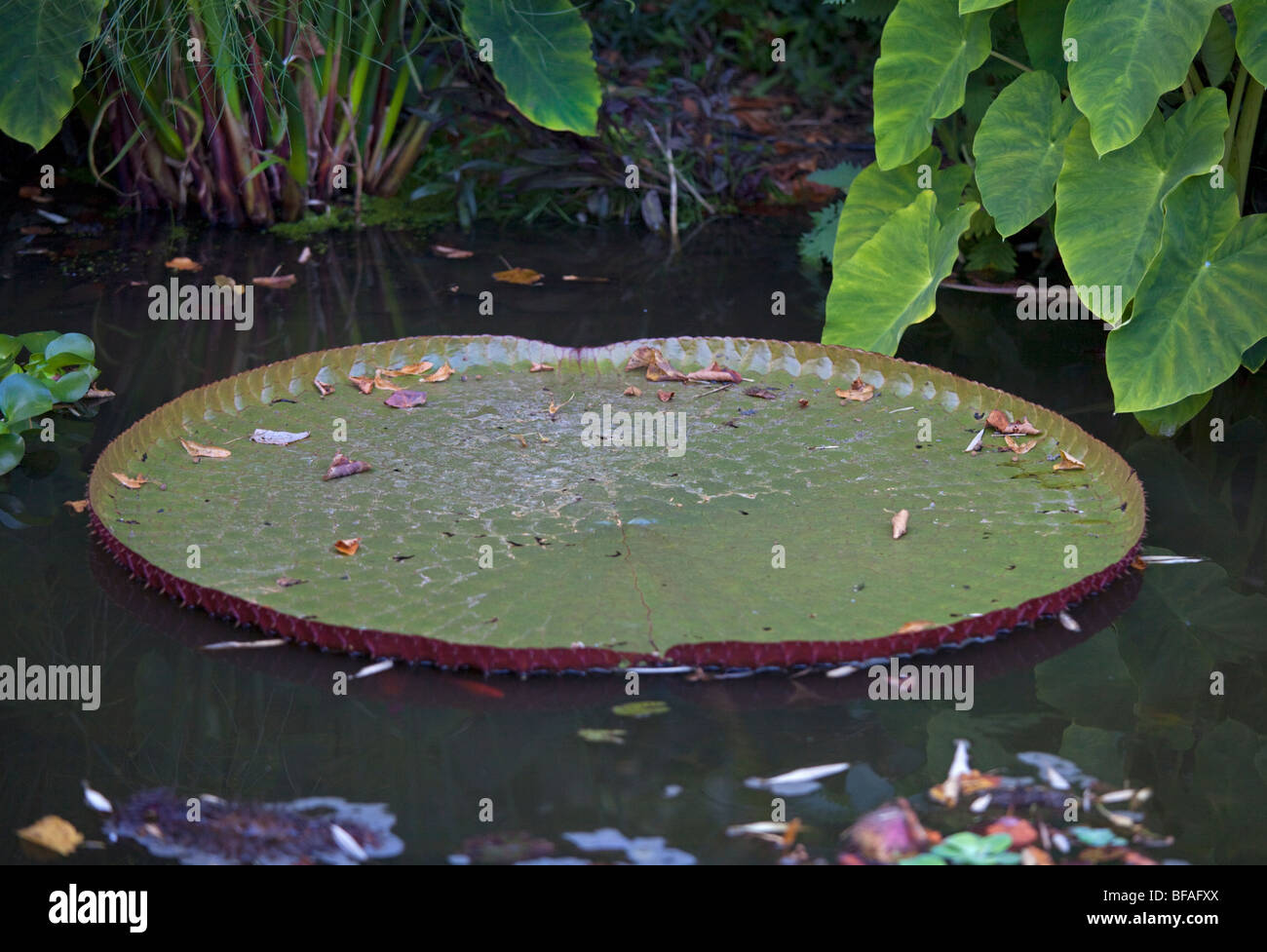 Giant Lily Pad Stock Photo