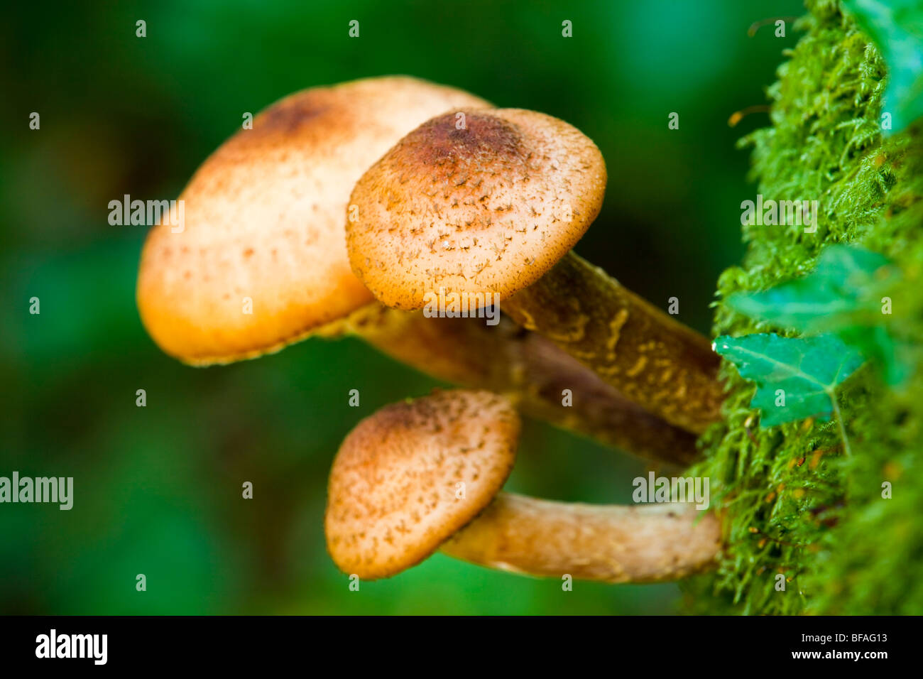 Honey fungus; Armillaria mellea; woodland; Cornwall Stock Photo