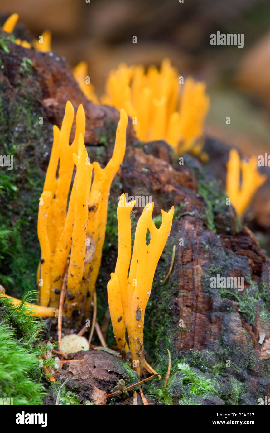 Jelly Antler Fungus; Calocera viscosa; woodland; Cornwall Stock Photo